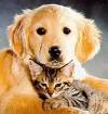 chien et chat